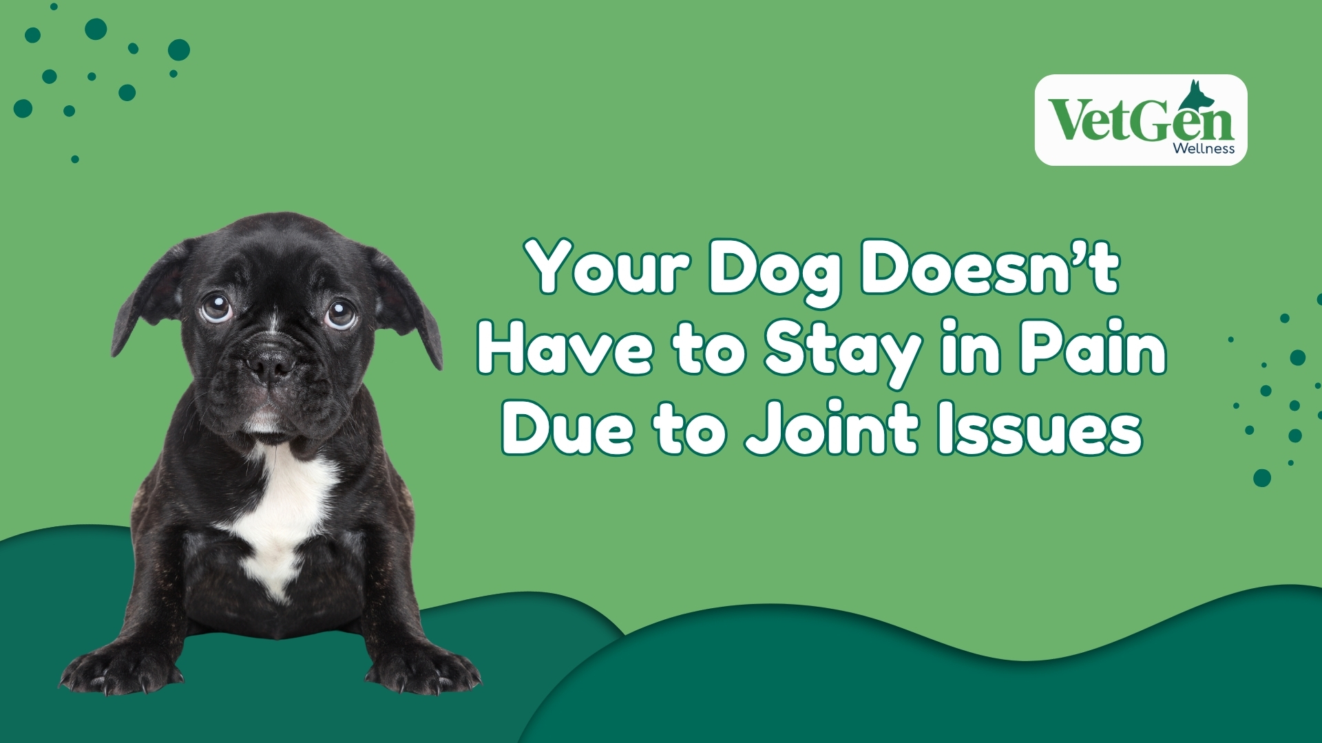 Your Dog Doesn’t Have to Stay in Pain Due to Joint Issues