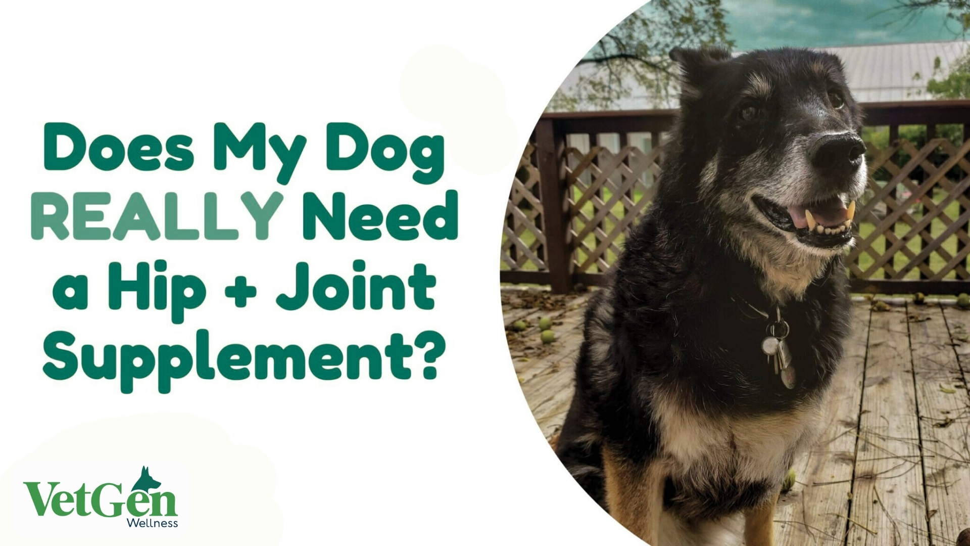 Does My Dog Really Need A Hip & Joint Supplement