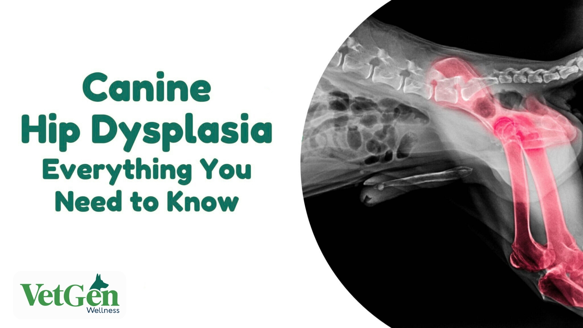 Canine Hip Dysplasia – Everything You Need to Know