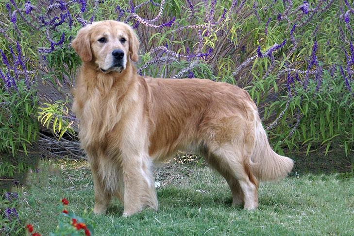 What Causes Hip Dysplasia in Dogs - Genetics