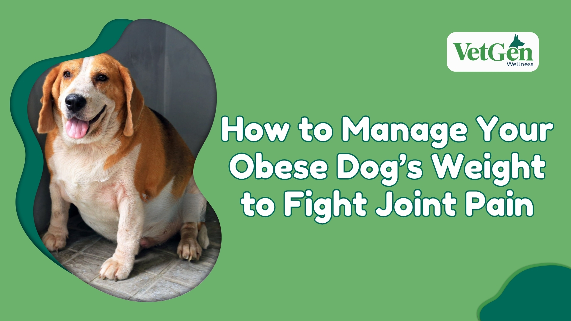 Is Your Dog Obese Managing Your Pet's Weight to Fight Joint Pain
