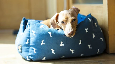 Best Joint Vitamins for Dogs