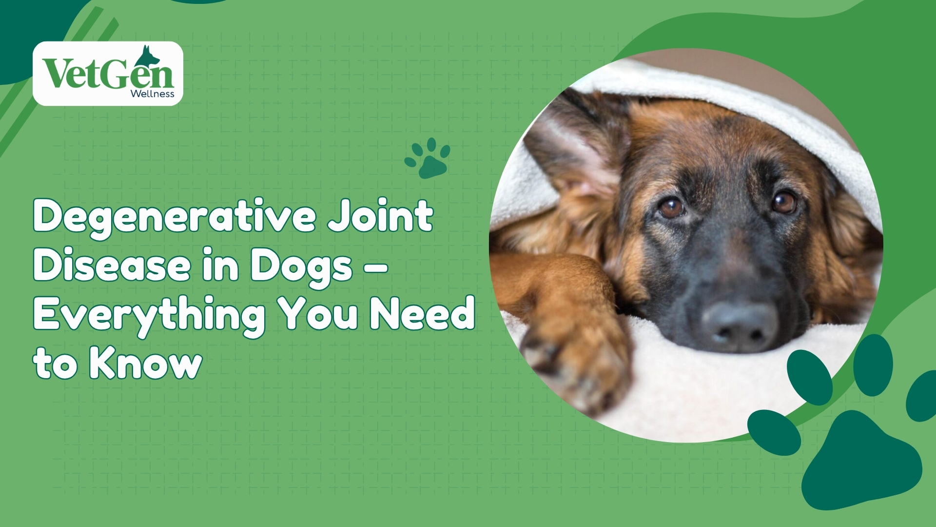 Degenerative Joint Disease in Dogs - Everything You Need to Know