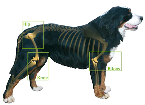 Degenerative Joint Disease in Dogs