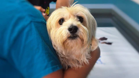 Joint Supplements DJD Treatment