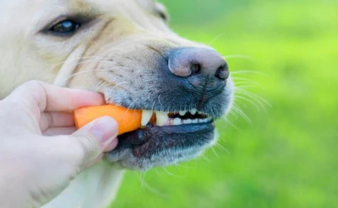 15 Healthiest Human Foods - Carrots