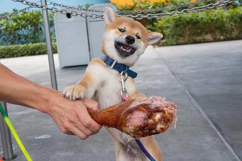 15 Healthiest Human Foods - Chicken