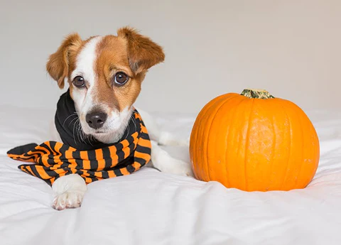 15 Healthiest Human Foods - Pumpkin