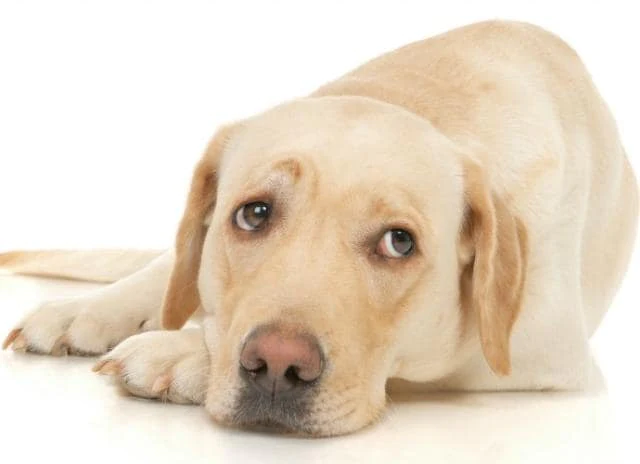 Causes of Septic Arthritis in Dogs