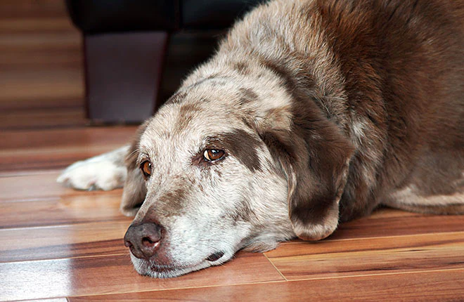 Symptoms of Septic Arthritis in Dogs