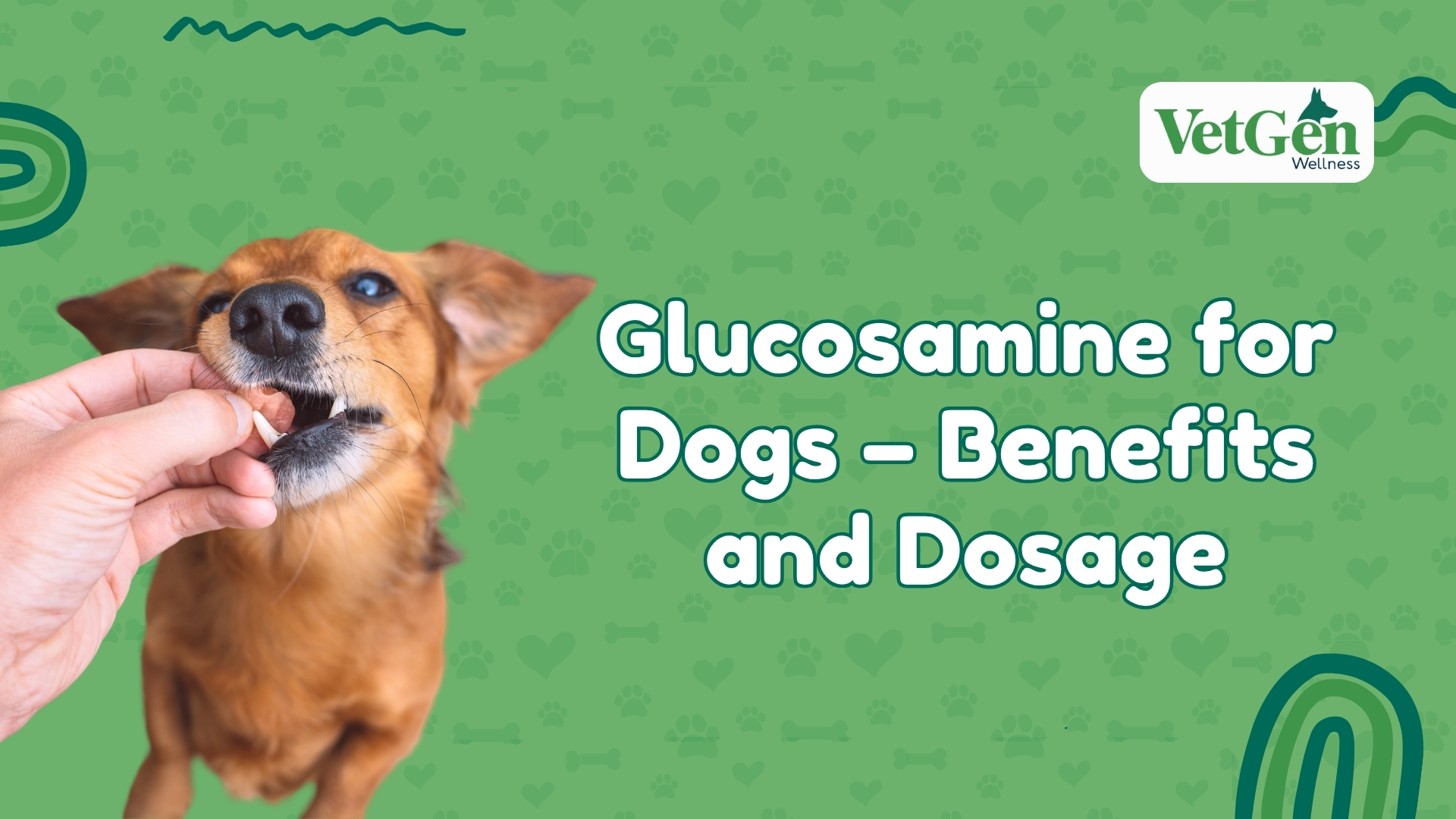 Glucosamine for Dogs - Benefits and Dosage