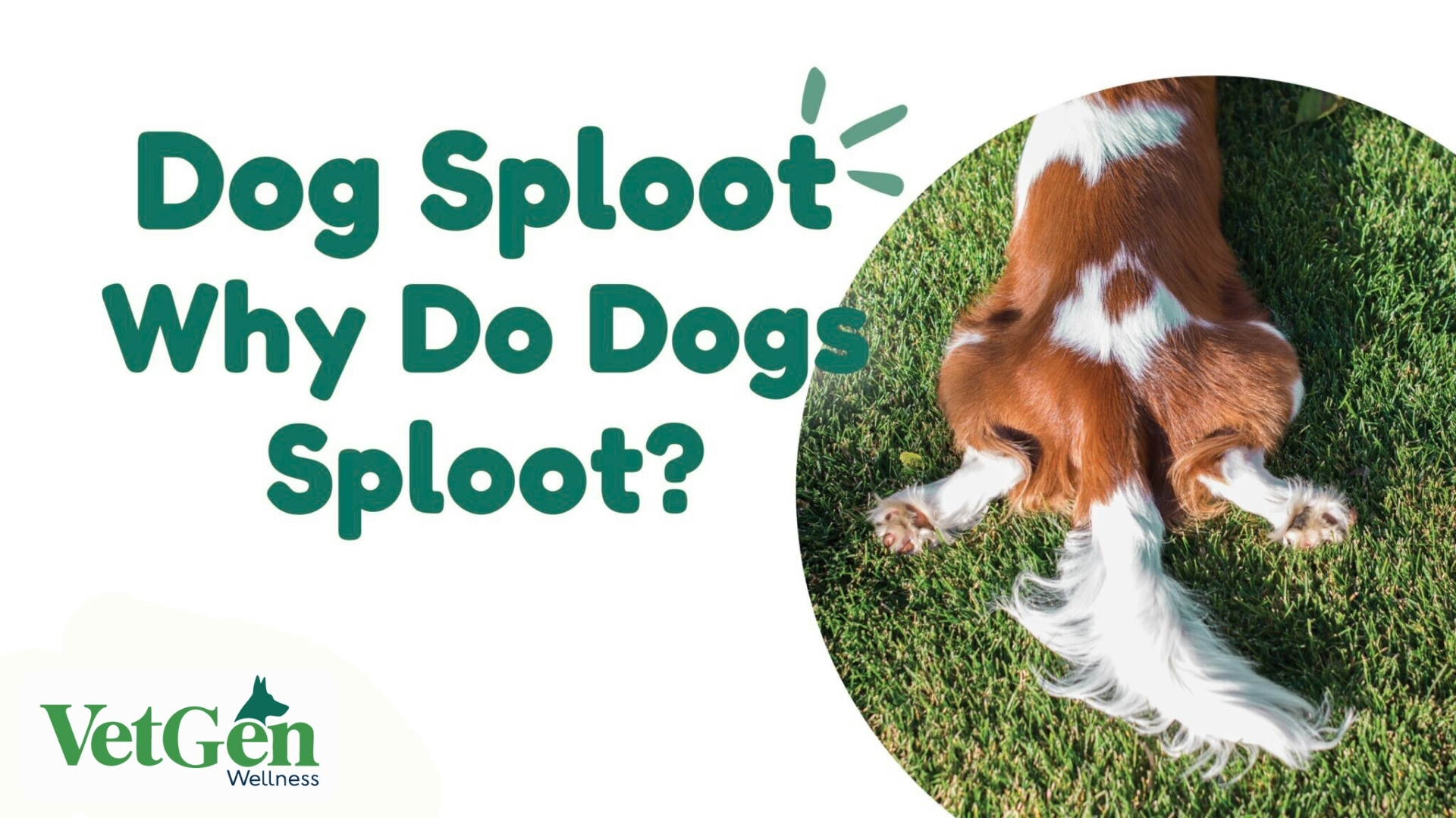 Dog Sploot - Why Do Dogs Sploot