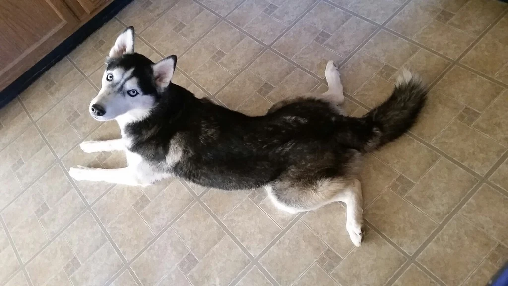 Reasons Why Your Dog May Sploot