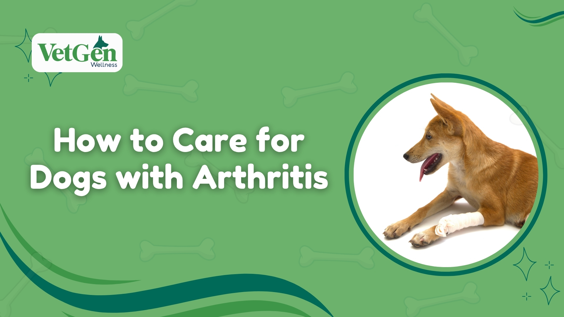 How to Care for Dogs with Arthritis