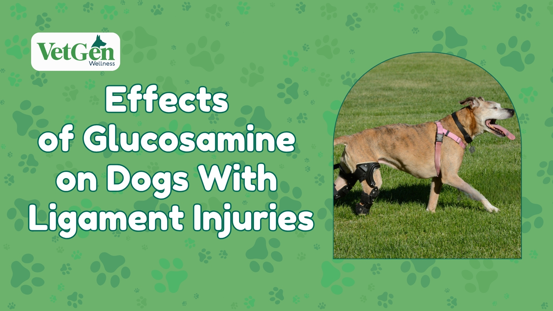Effects of Glucosamine on Dogs With Ligament Injuries