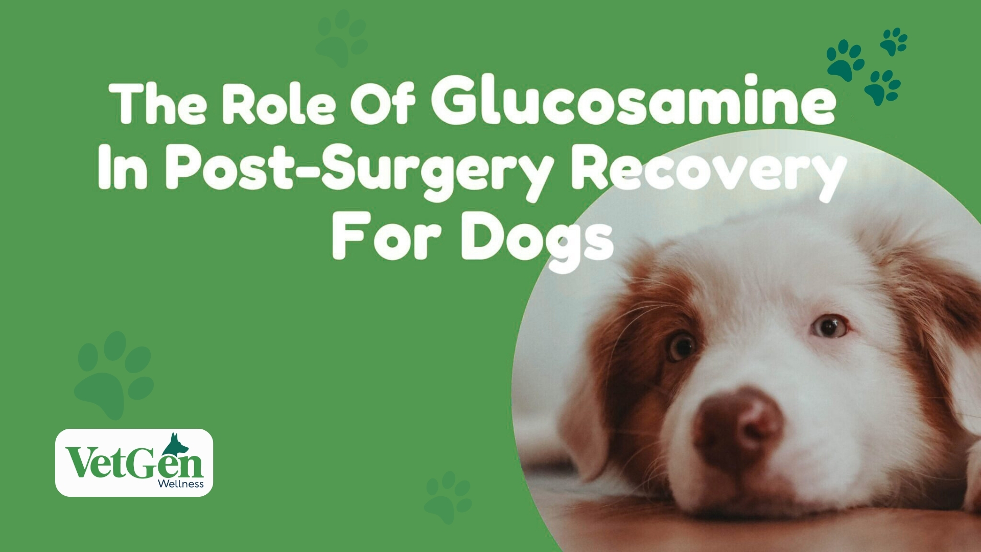 The Role Of Glucosamine In Post-surgery Recovery For Dogs