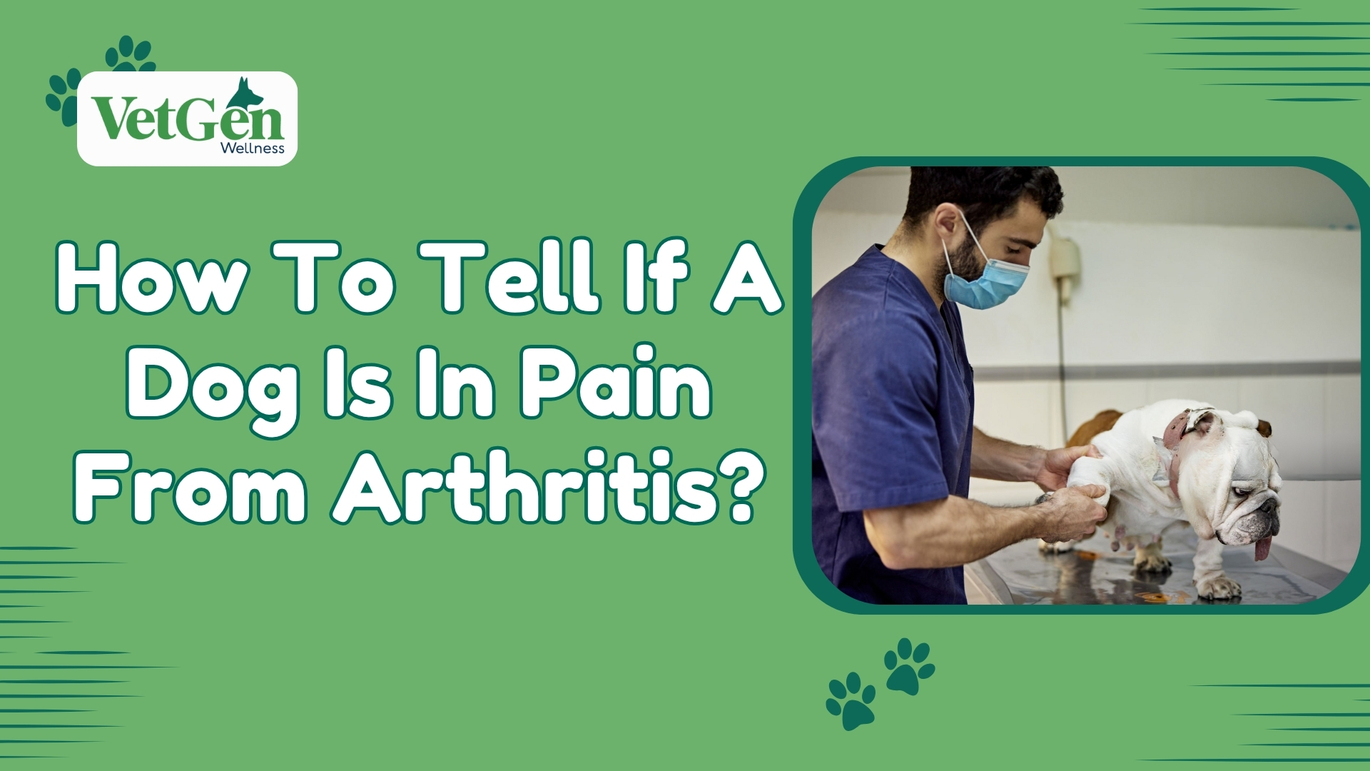 How To Tell If A Dog Is In Pain From Arthritis