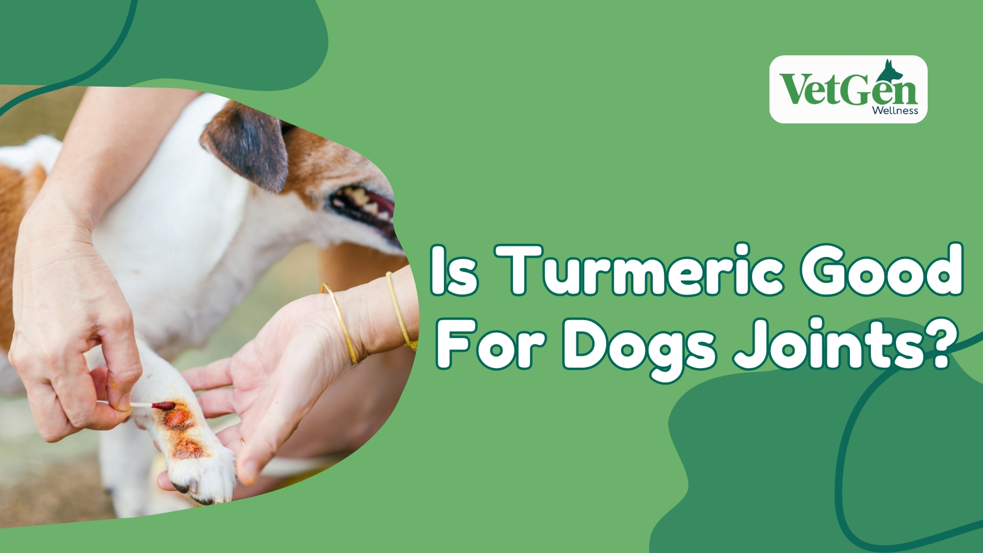 Is Turmeric Good For Dogs Joints A Deep Dive