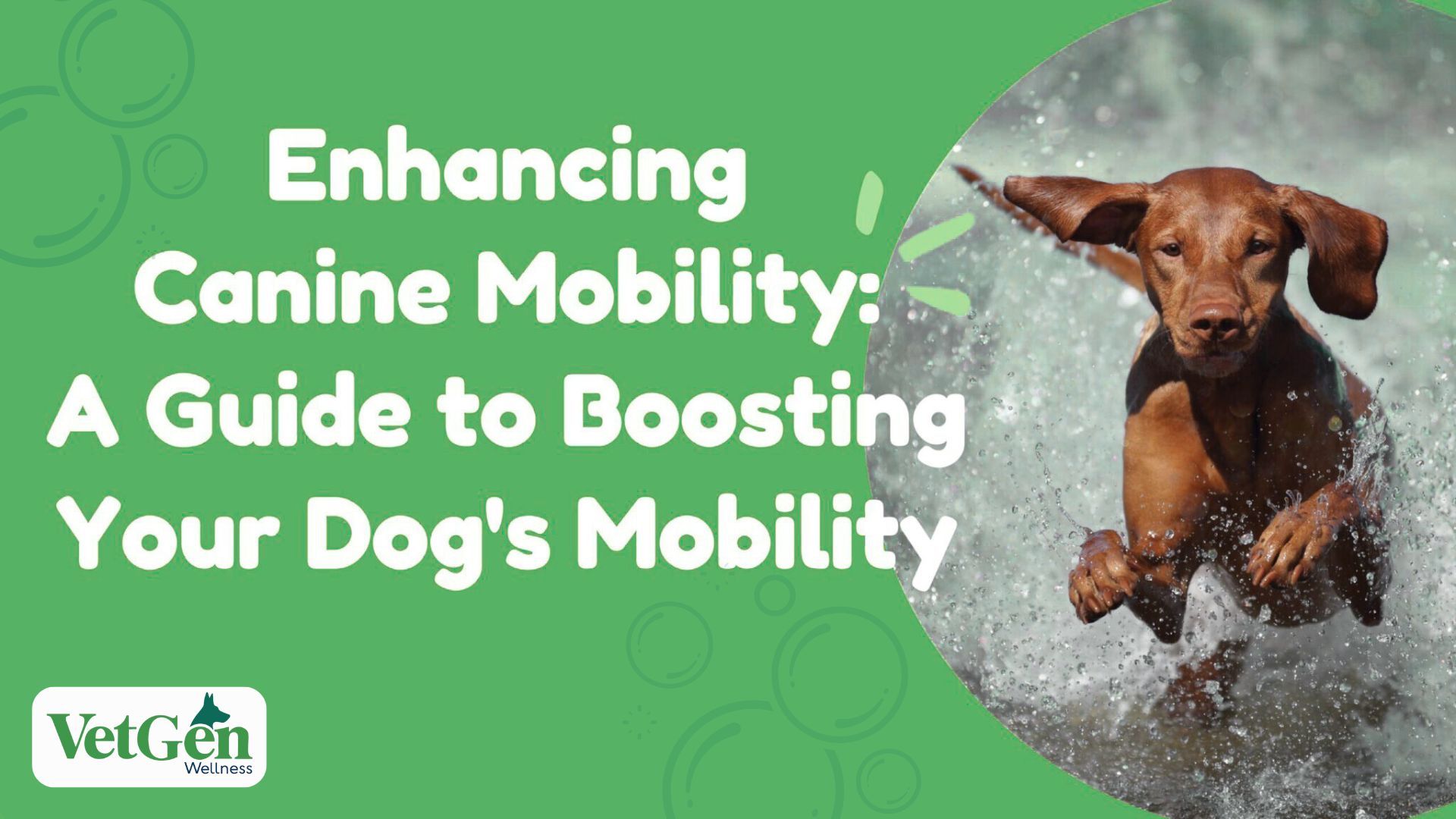 Enhancing Canine Mobility A Guide to Boosting Your Dog's Mobility