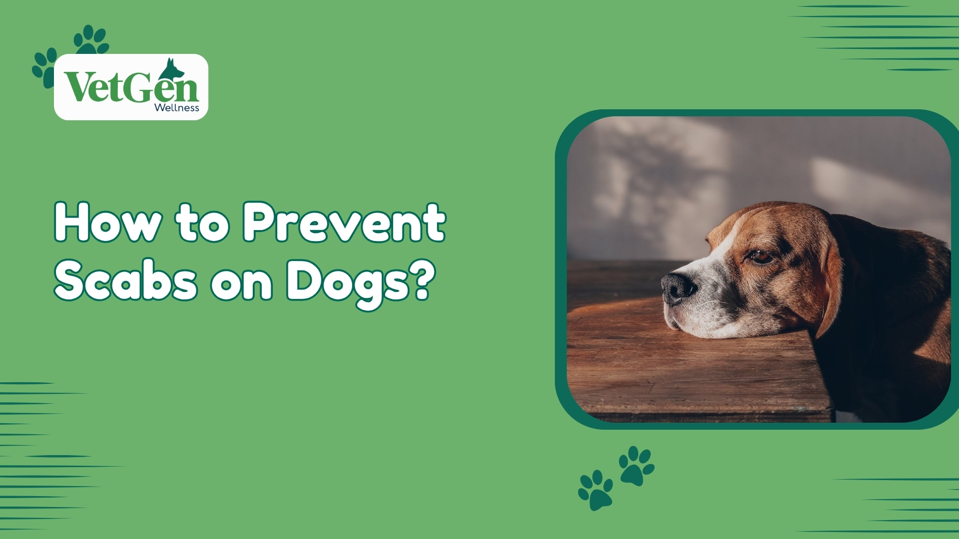 How to Prevent Scabs on Dogs