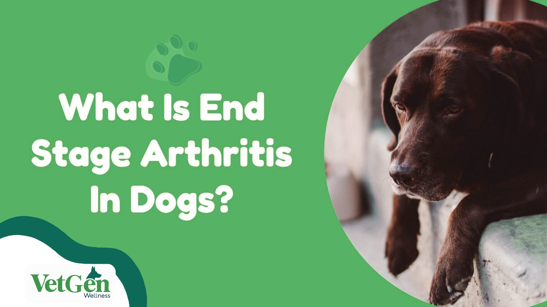 What Is End-Stage Arthritis In Dogs