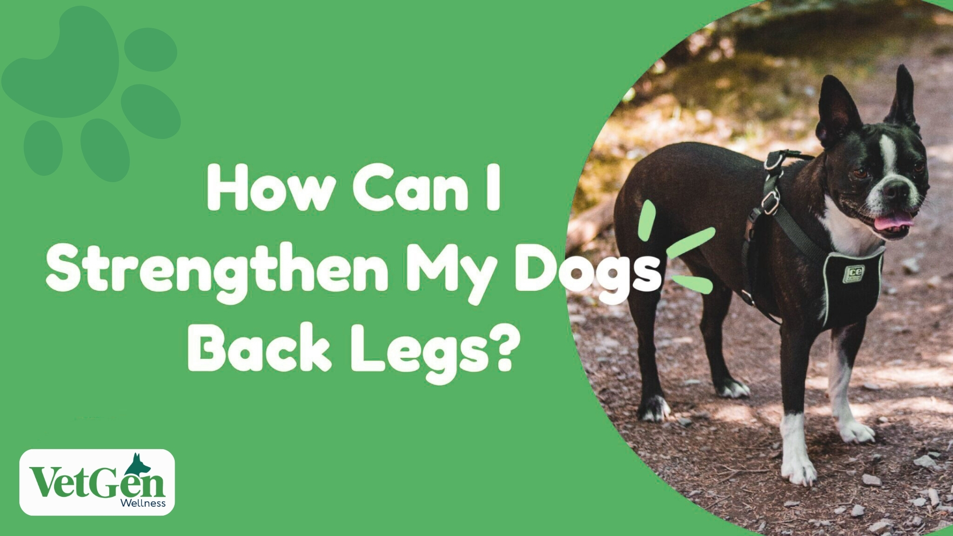 How Can I Strengthen My Dog’s Back Legs