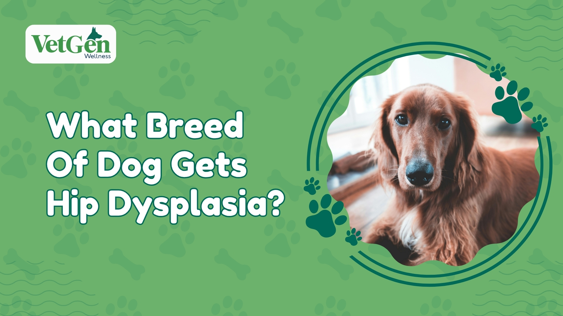 What Breed Of Dog Gets Hip Dysplasia