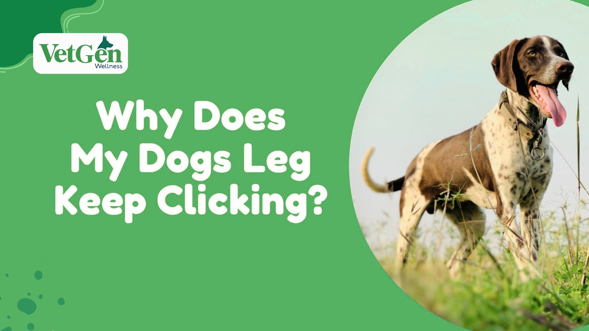 Why Does My Dog Leg Keep Clicking