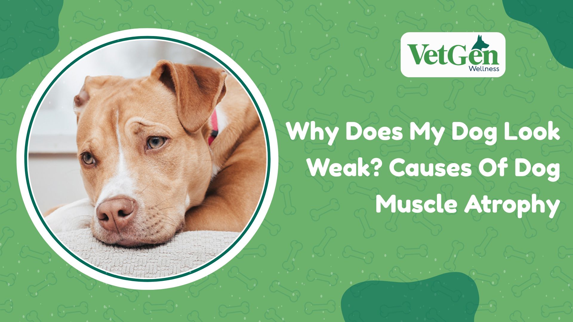 Why Does My Dog Look Weak Causes Of Dog Muscle Atrophy