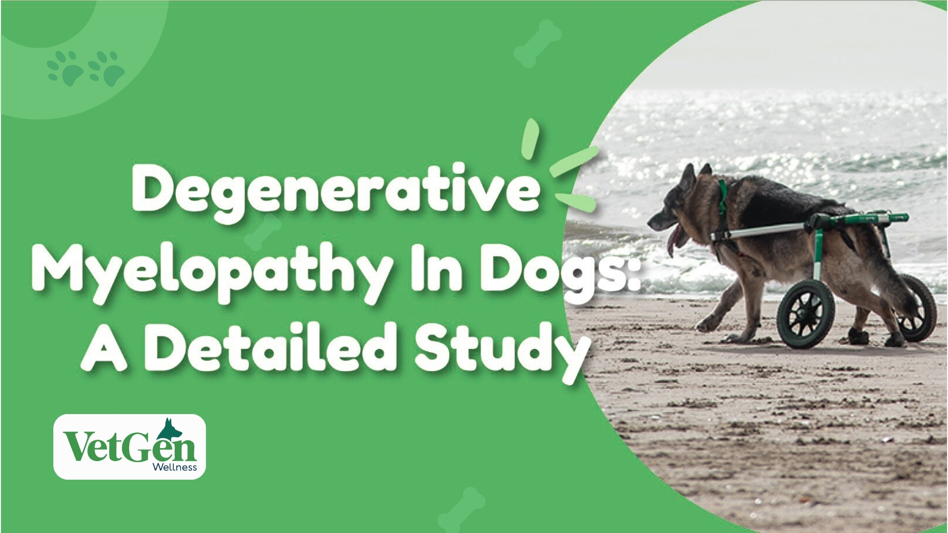 Degenerative Myelopathy In Dogs A Detailed Study