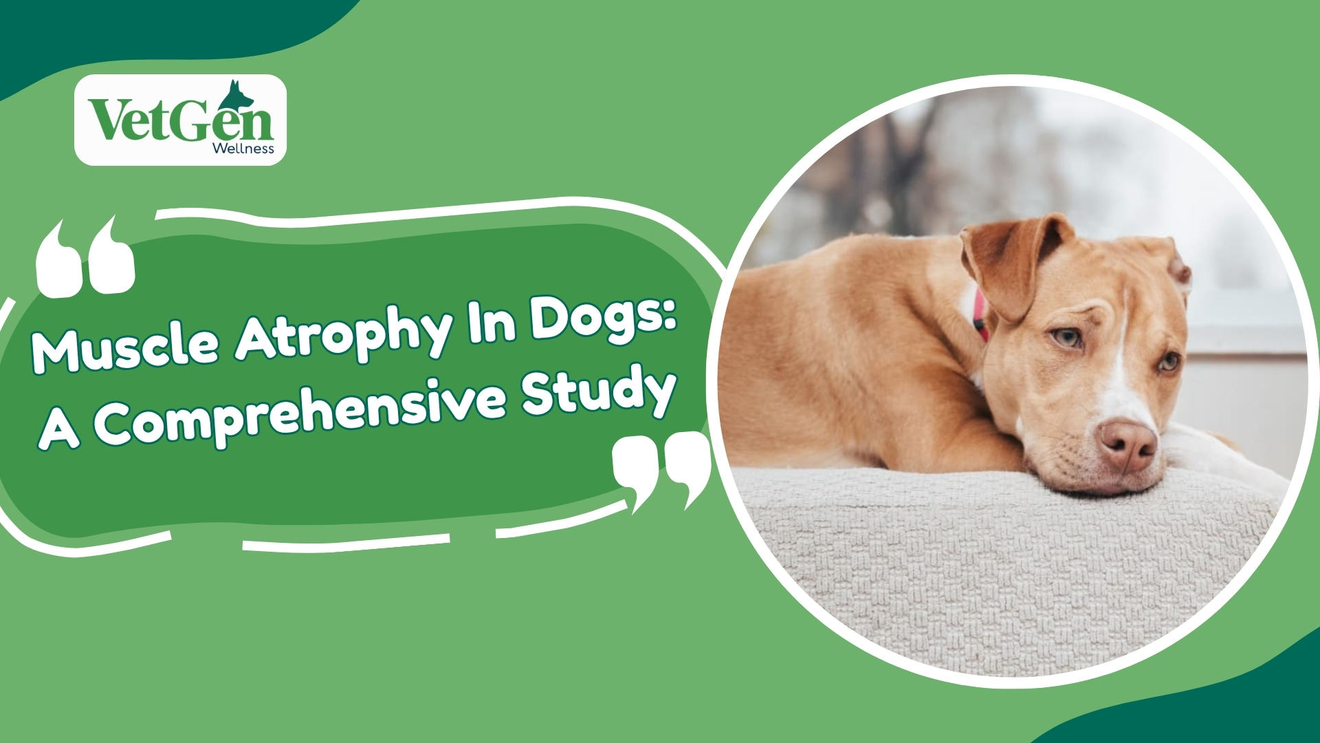 Muscle Atrophy In Dogs A Comprehensive Study