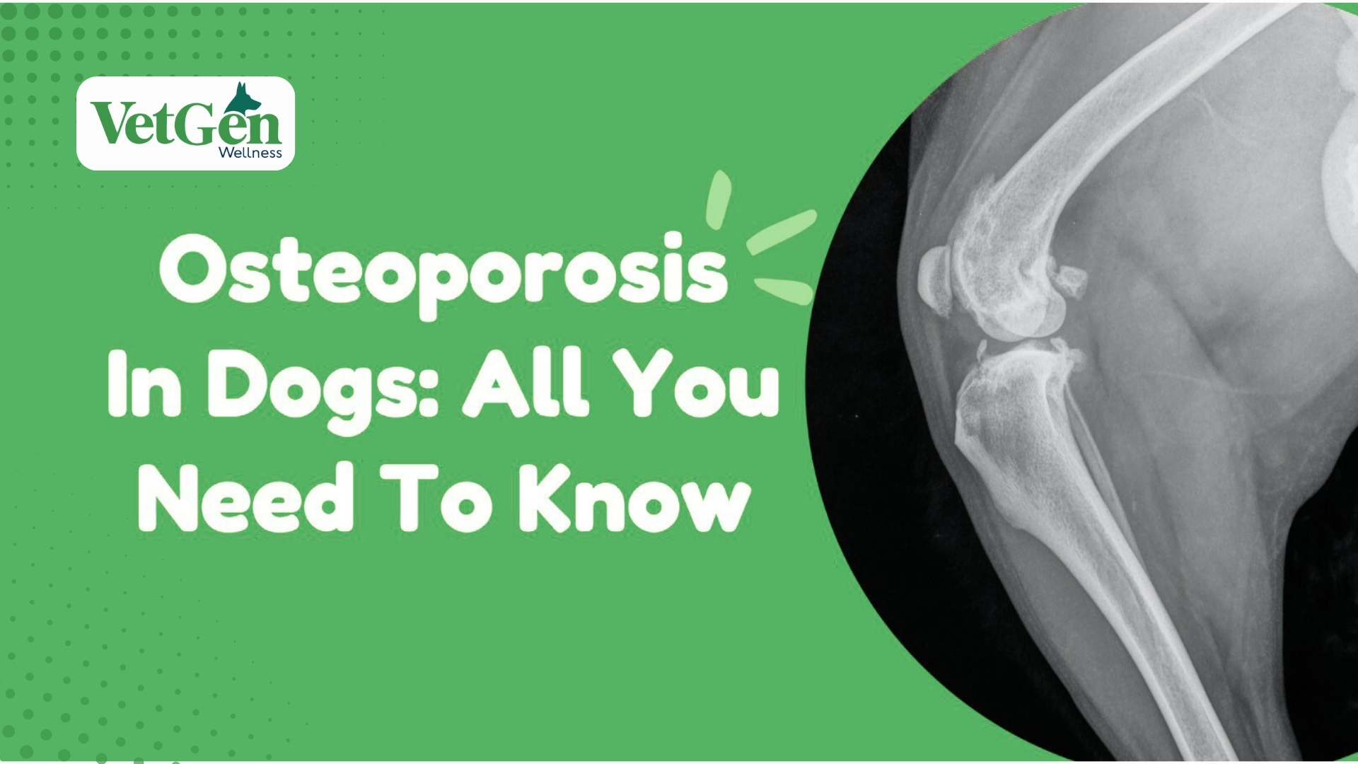 Osteoporosis In Dogs All You Need To Know 
