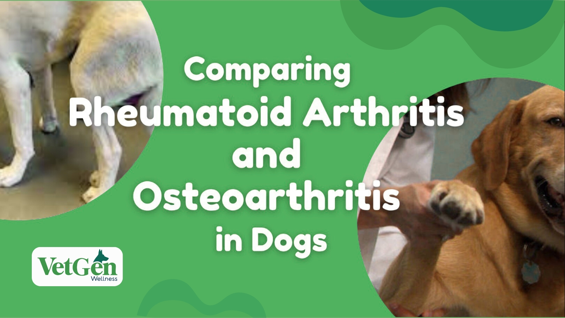 Comparing Rheumatoid Arthritis and Osteoarthritis in Dogs