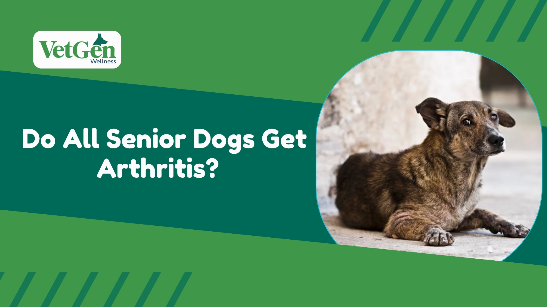 Do All Senior Dogs Get Arthritis  