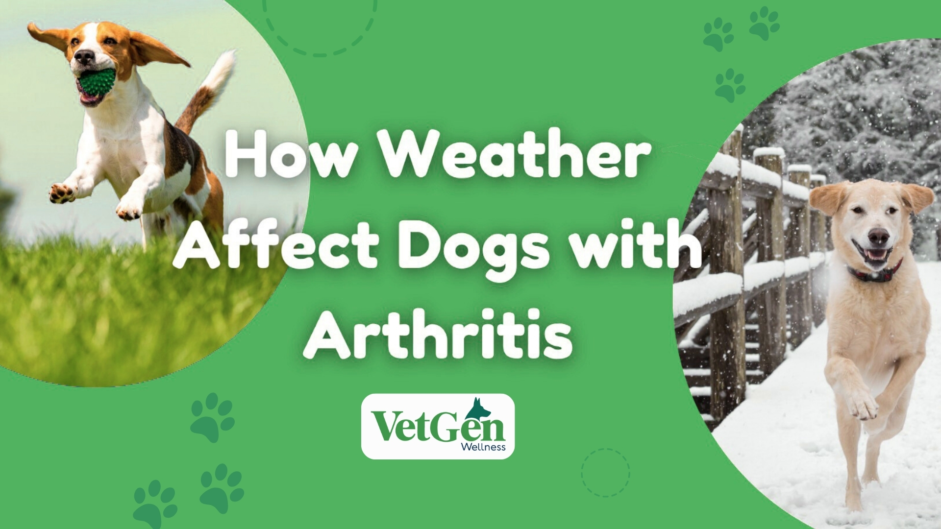 How Weather Changes Affect Dogs with Arthritis  