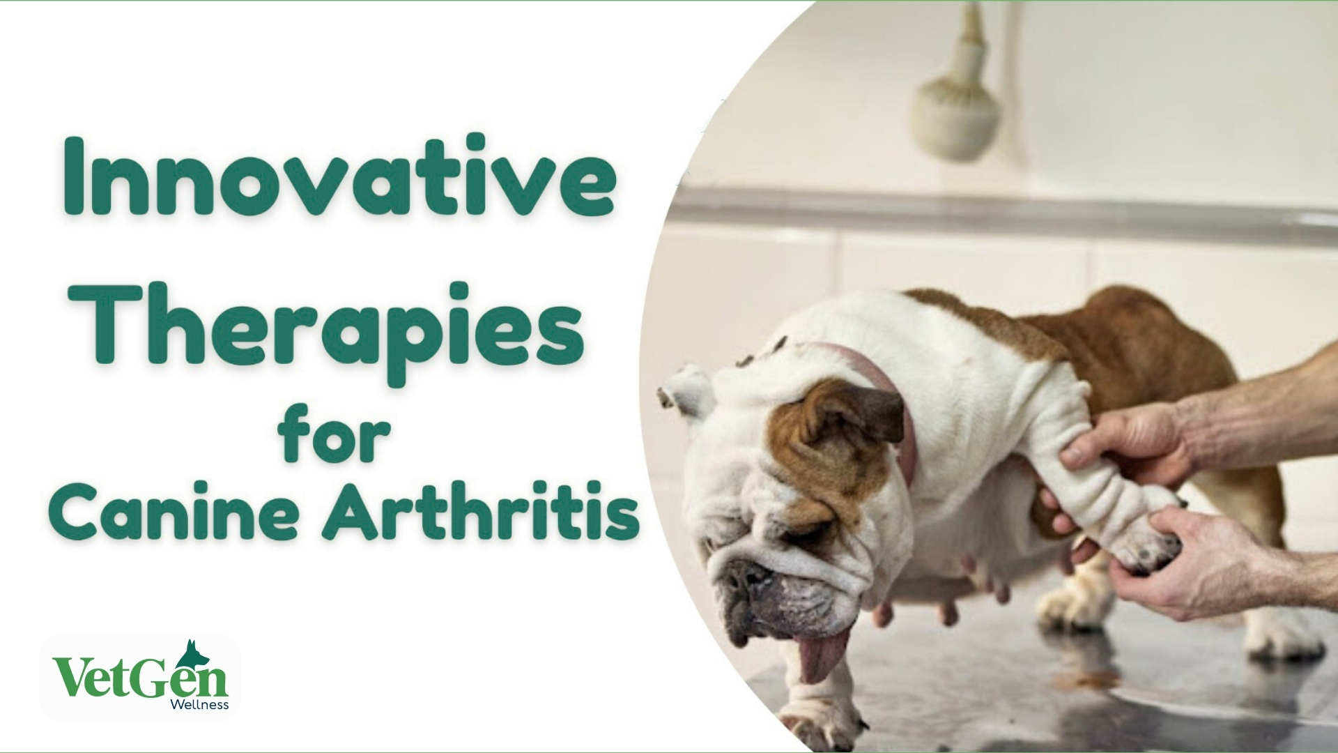 Innovative Therapies for Treating Canine Arthritis