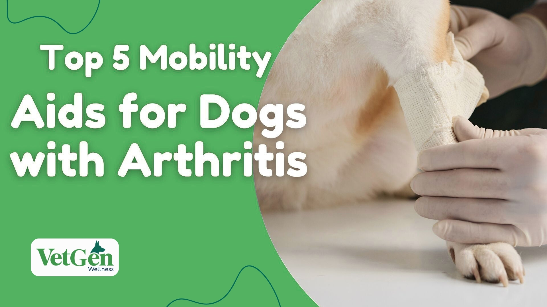 Top 5 Mobility Aids for Dogs with Arthritis 
