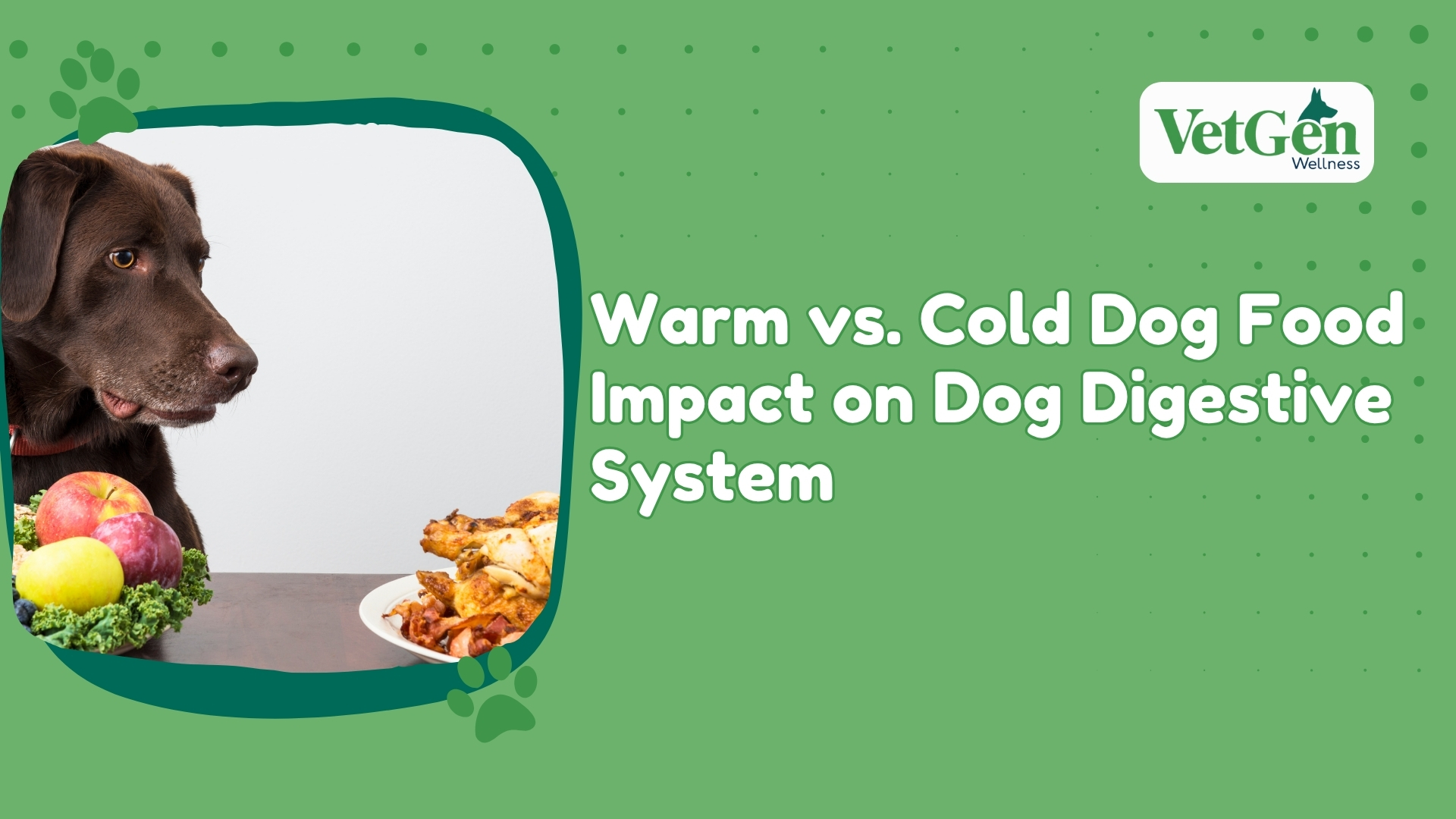 Warm vs Cold Dog Food Impact on Dog Digestive System 