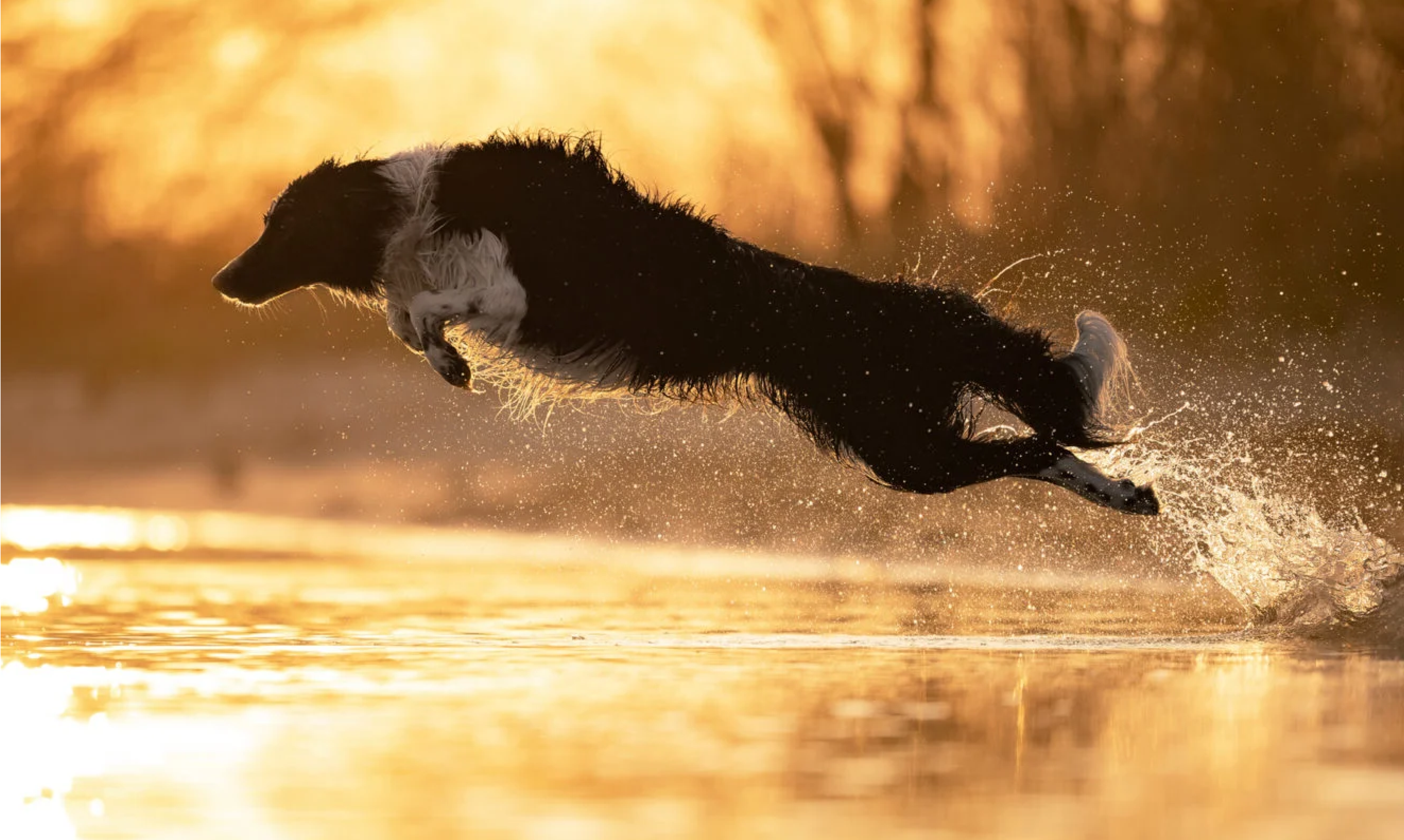 A border collie jumping into the water