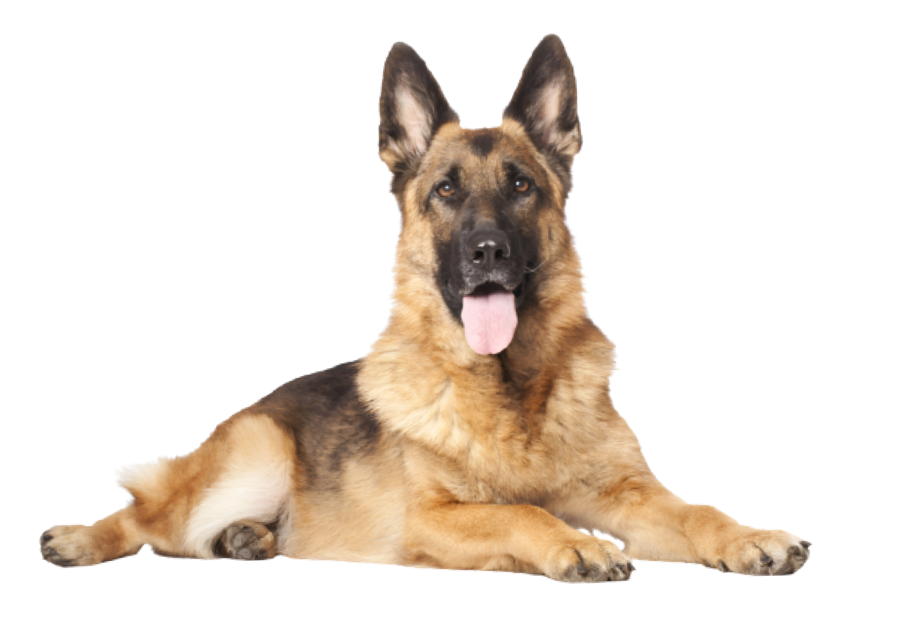 Portrait of a German Shepherd sitting