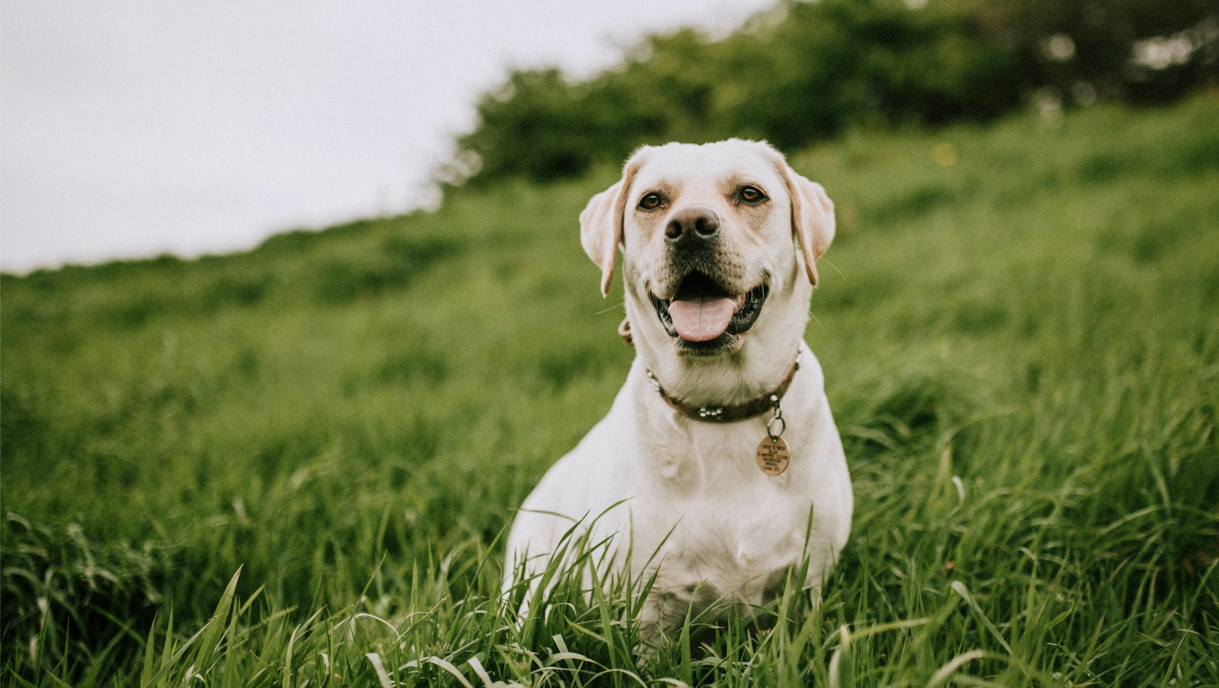 Happy Labrador in a green field