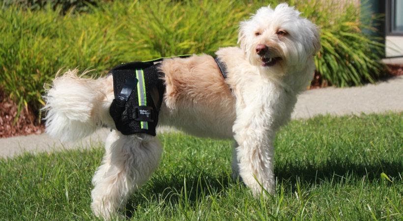 Best Supplement for Treating Canine Hip Dysplasia