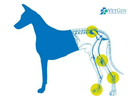 Help Maintain Joint Flexibility