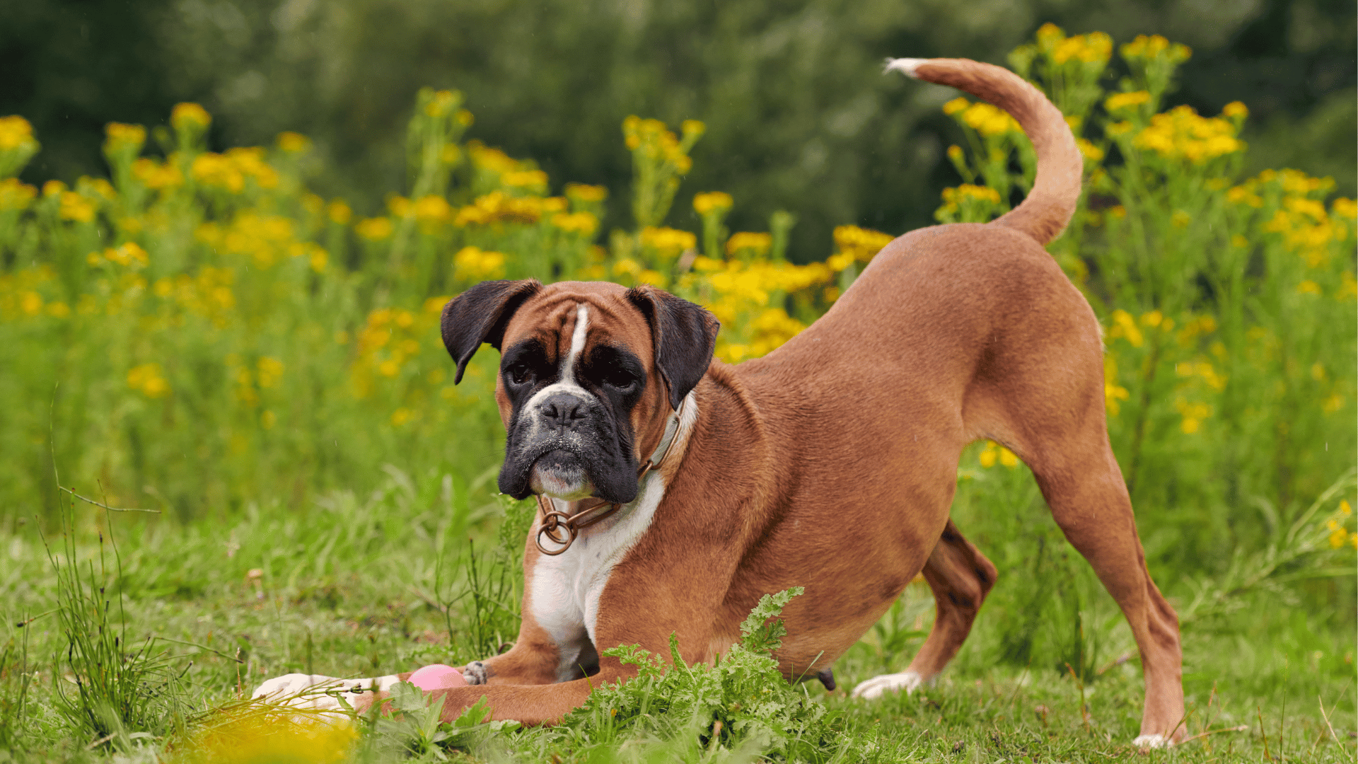 Muscle atrophy in dogs