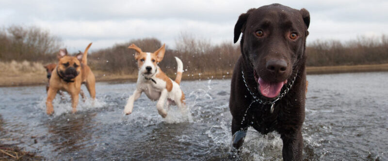 Labrador and two other dogs having fun in the water