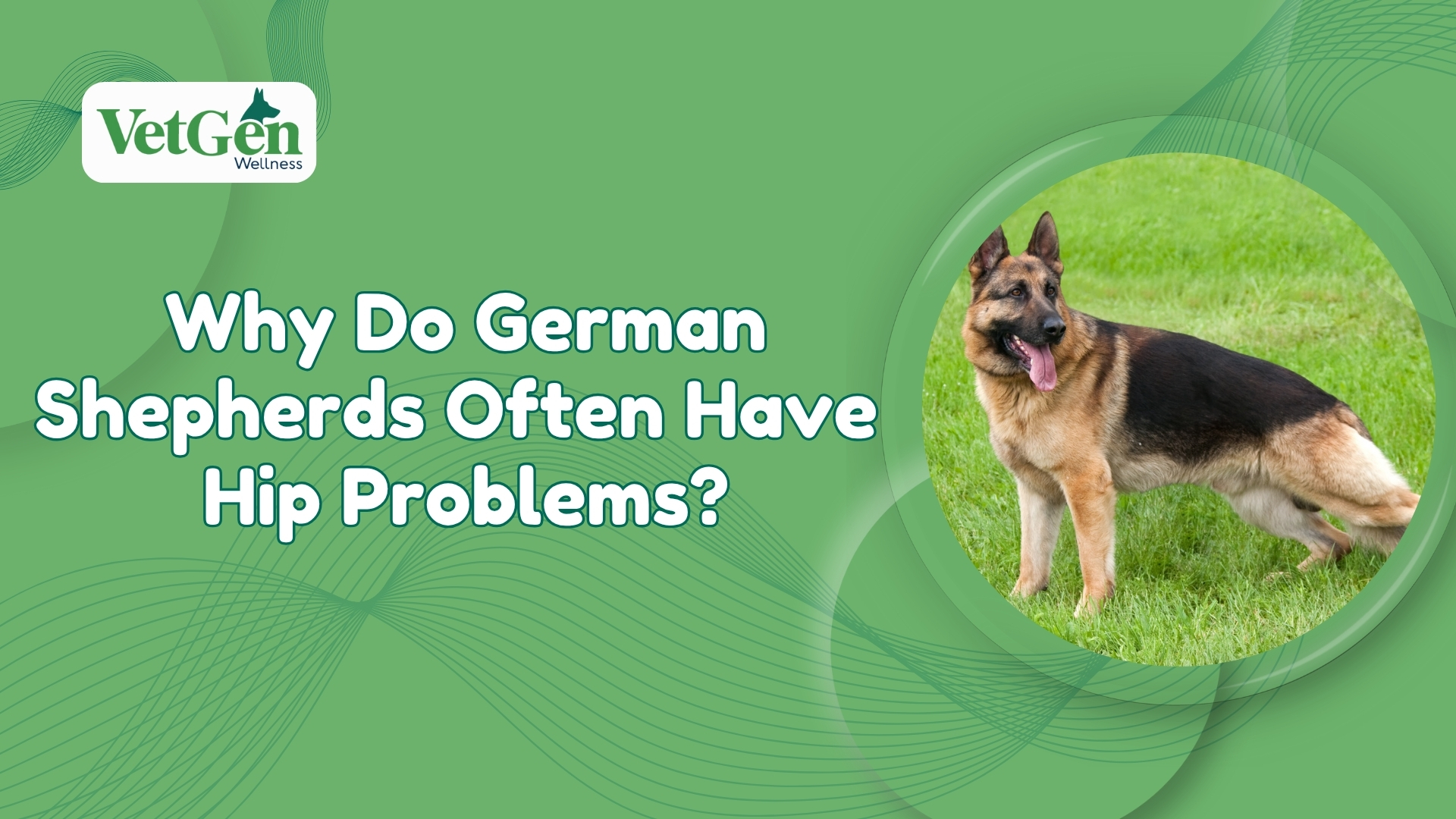Why Do German Shepherds Often Have Hip Problems?