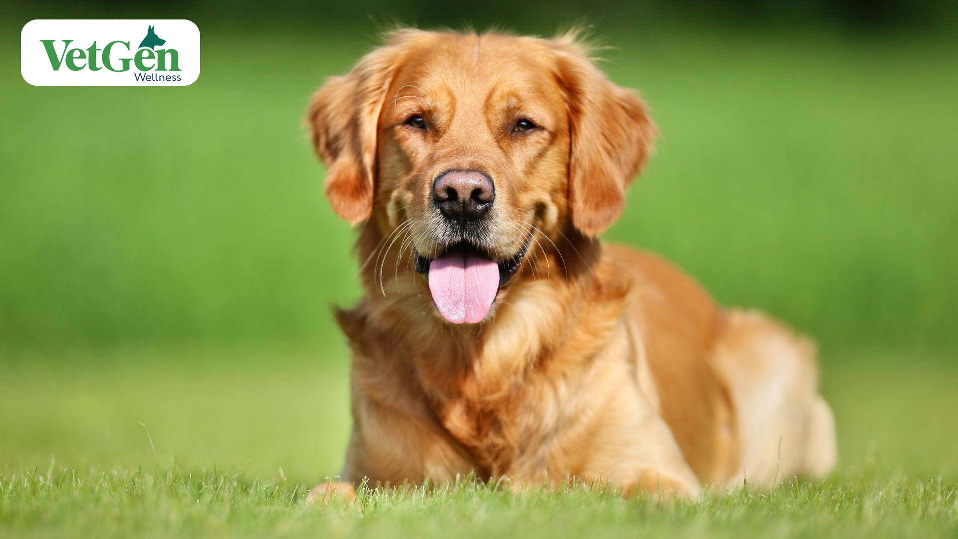 Canadian Golden Retrievers