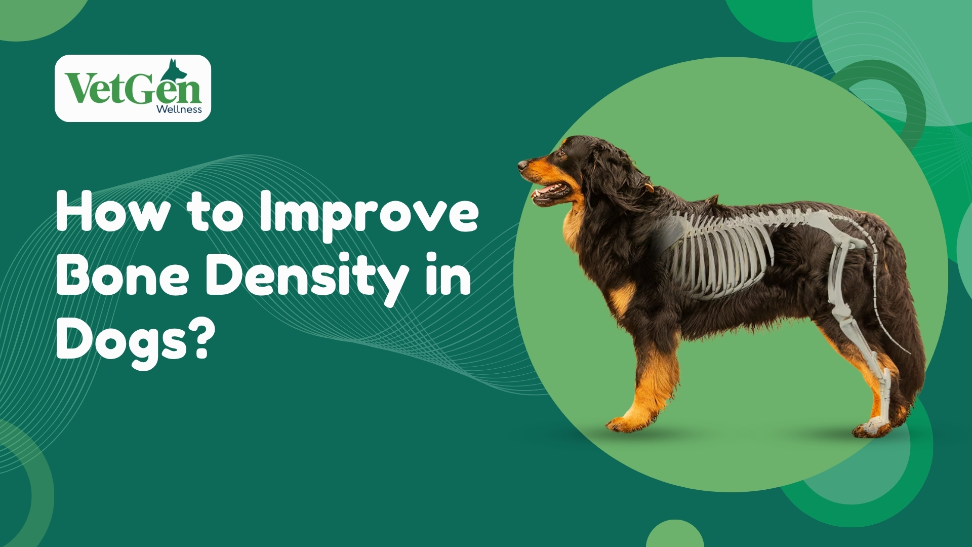 How to Improve Bone Density in Dogs