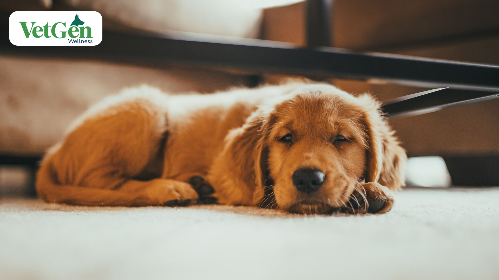 Red Golden Retrievers