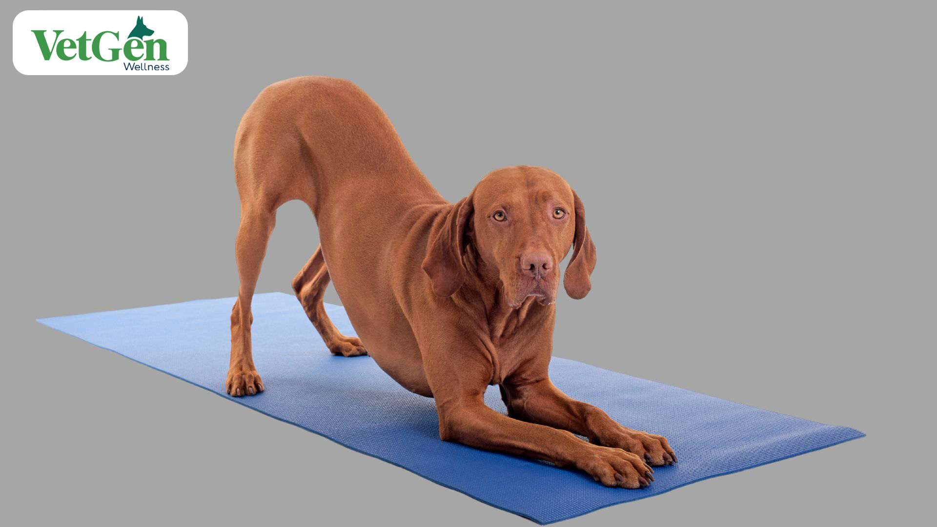 Regular Exercise for dogs